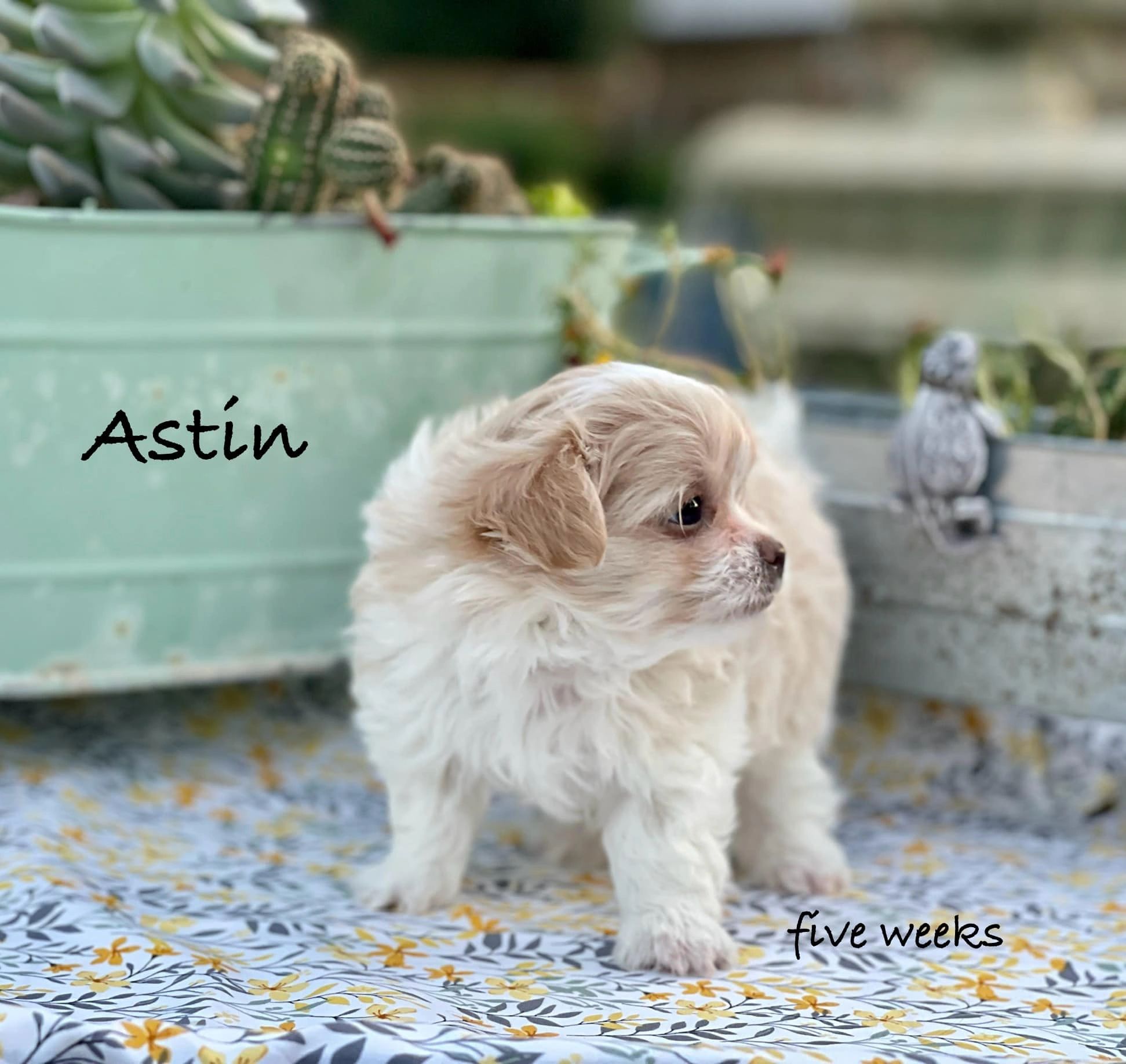 Astin — cream dreamer