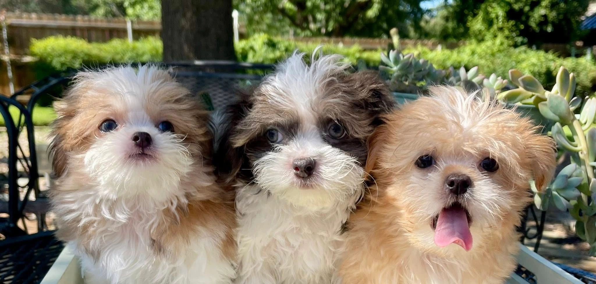 The trio — irresistible together