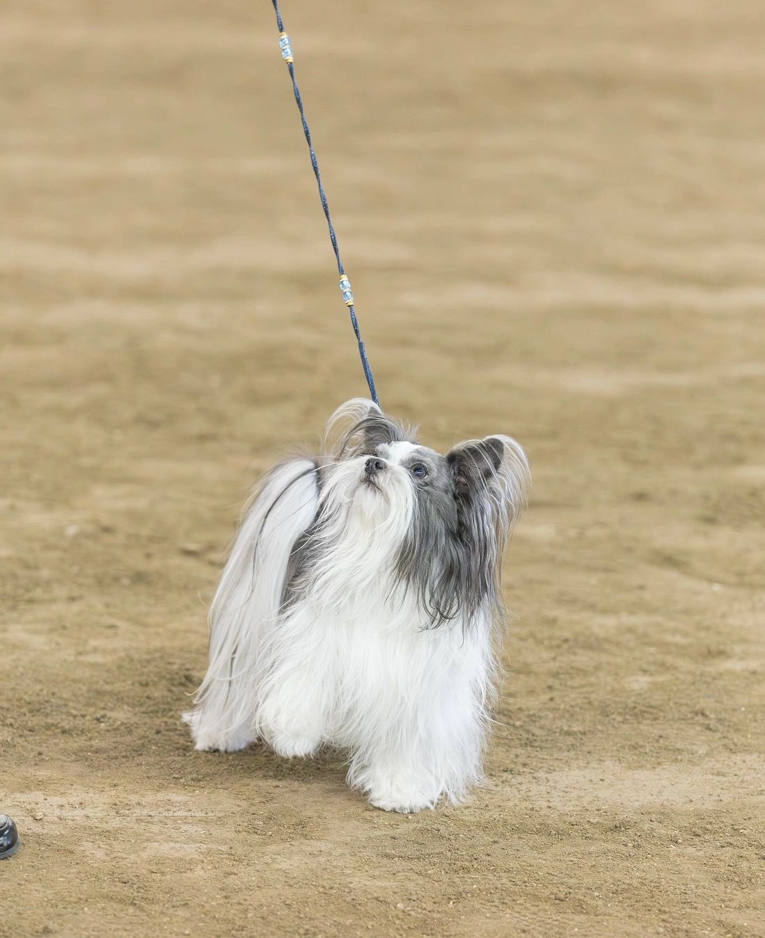 Luc — Grand Champion