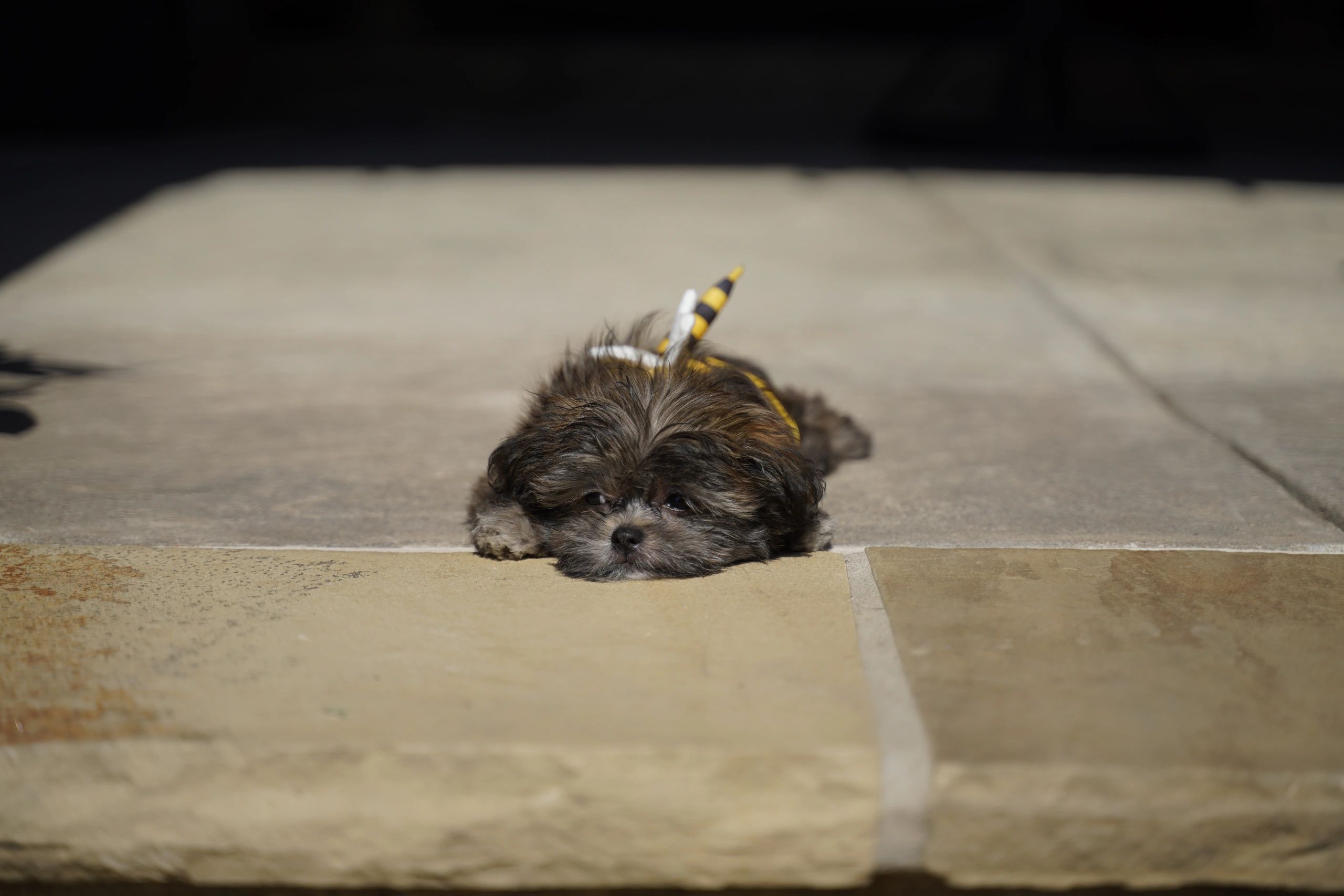 Libby — sunshine nap